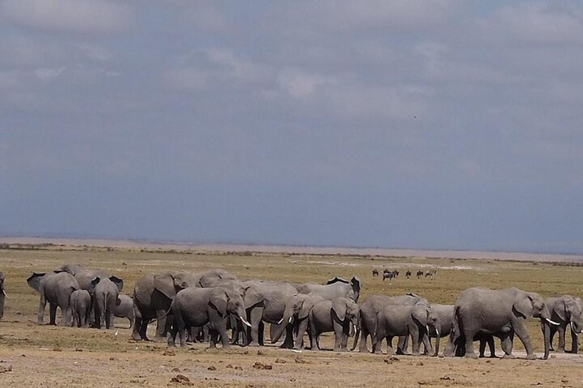 una mandria di elefanti in piedi in un campo