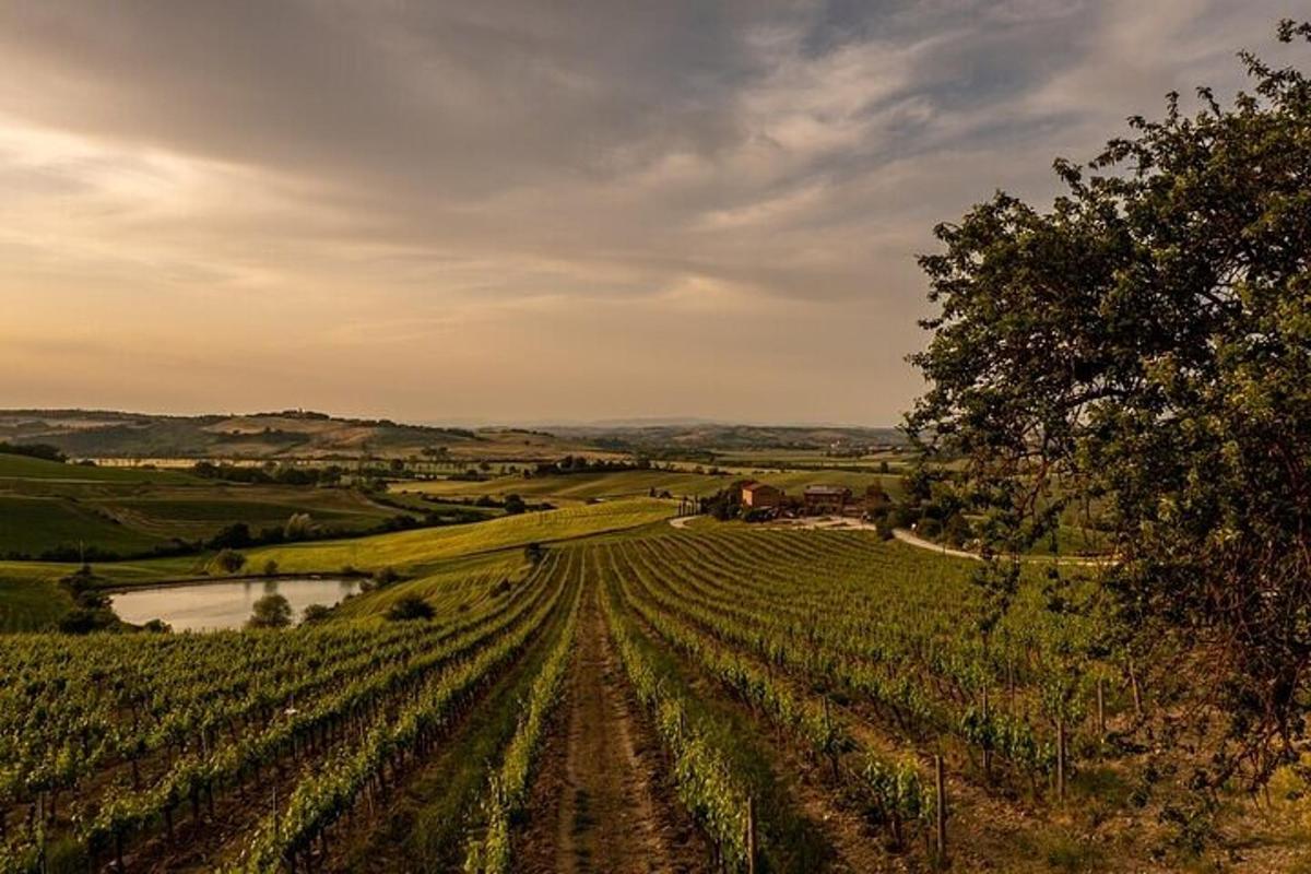 a view of a field of crops with a tree