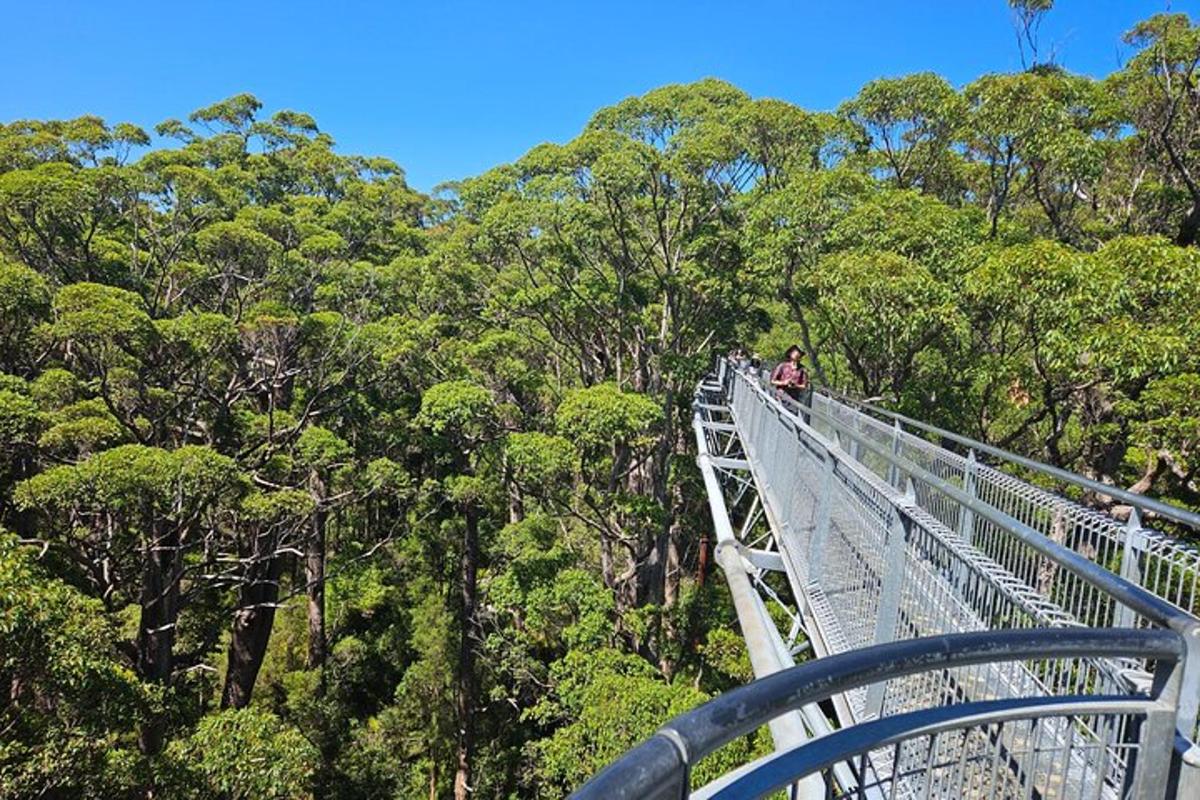 una persona su un ponte sospeso nella foresta