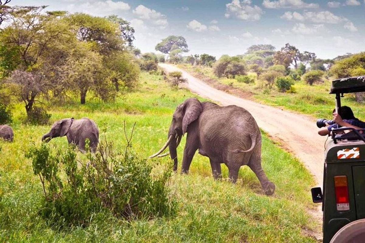un home fent una foto de dos elefants creuant una carretera