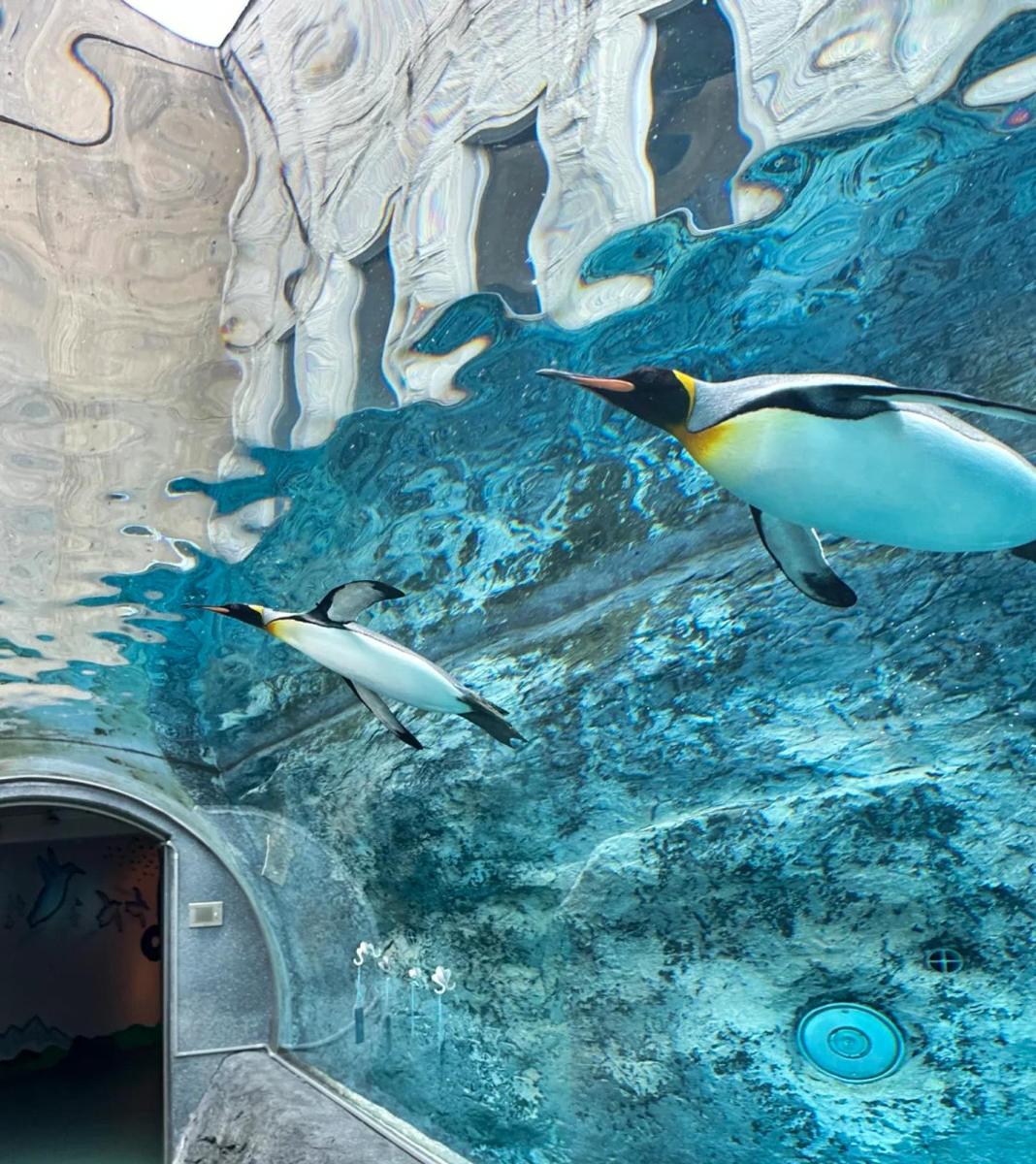 a painting of two penguins swimming in the water