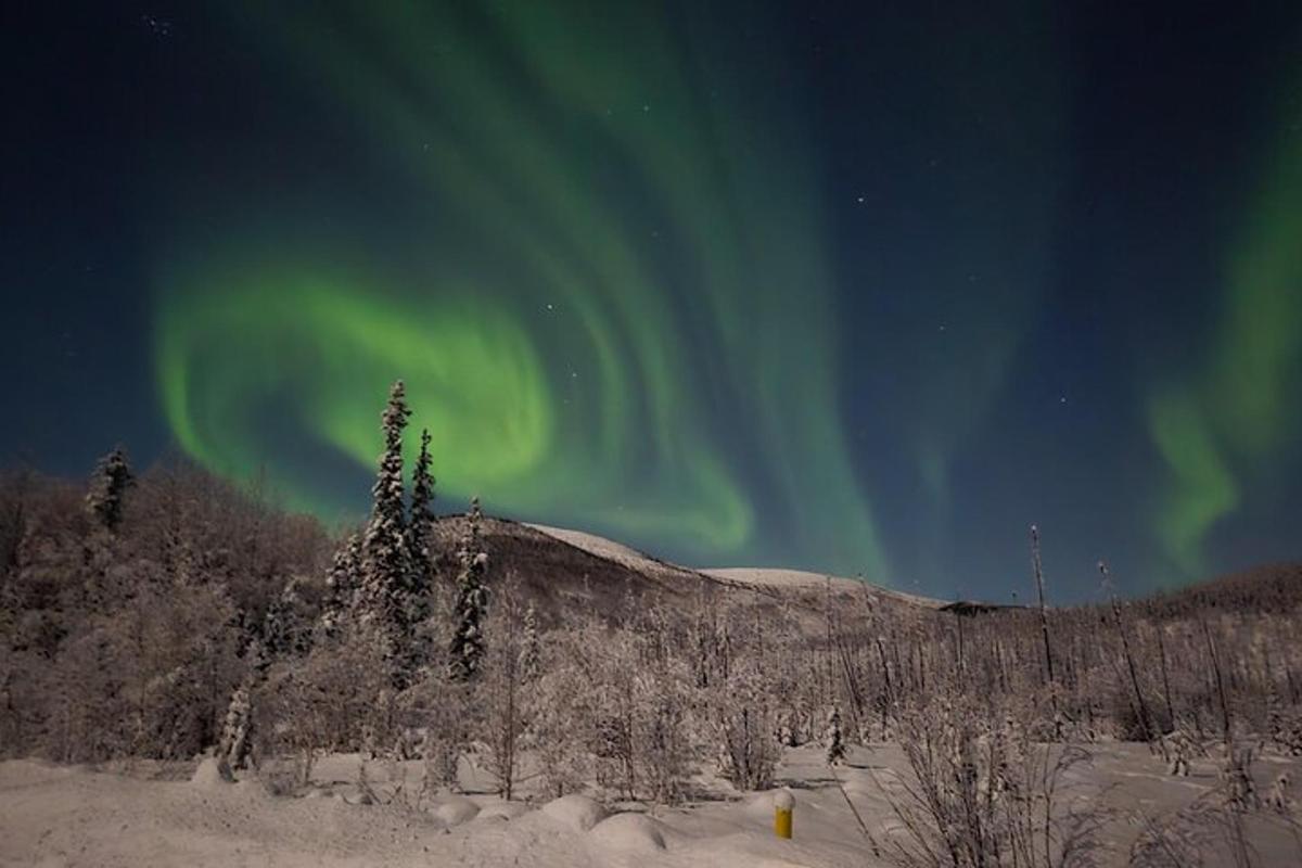 uma aurora no céu sobre uma floresta coberta de neve