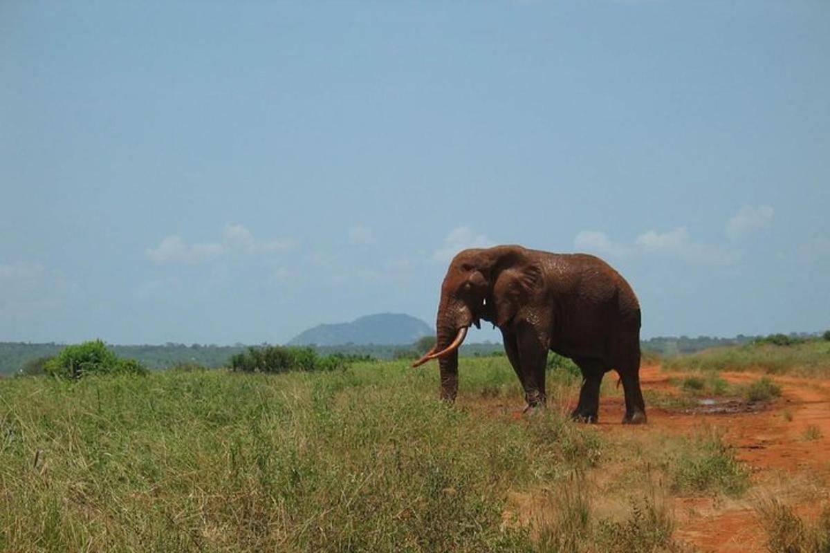 Un elefante parado en un campo de hierba