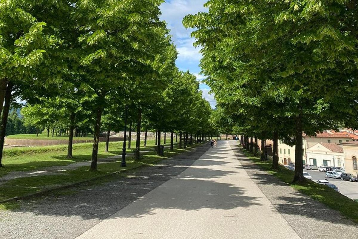 puudega ääristatud rada pargis, mida mööda inimesed jalutavad