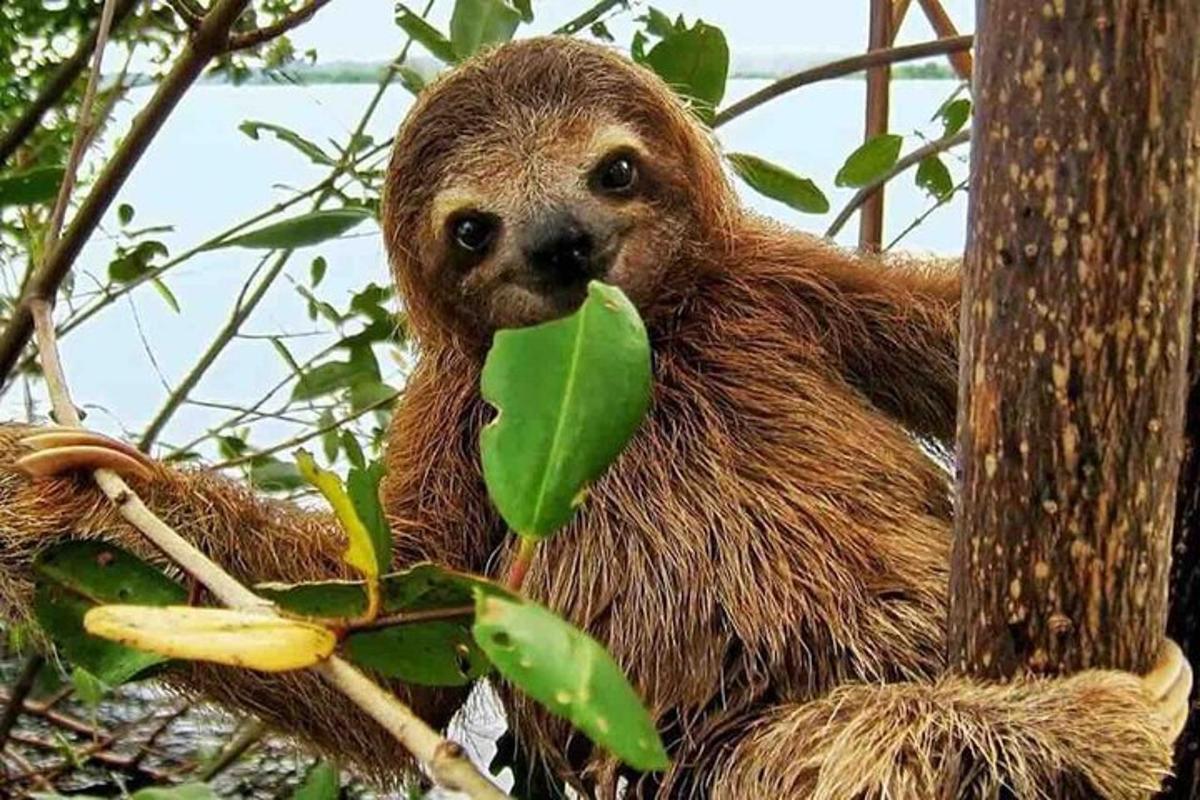 un peresós assegut en un arbre amb una fulla a la boca
