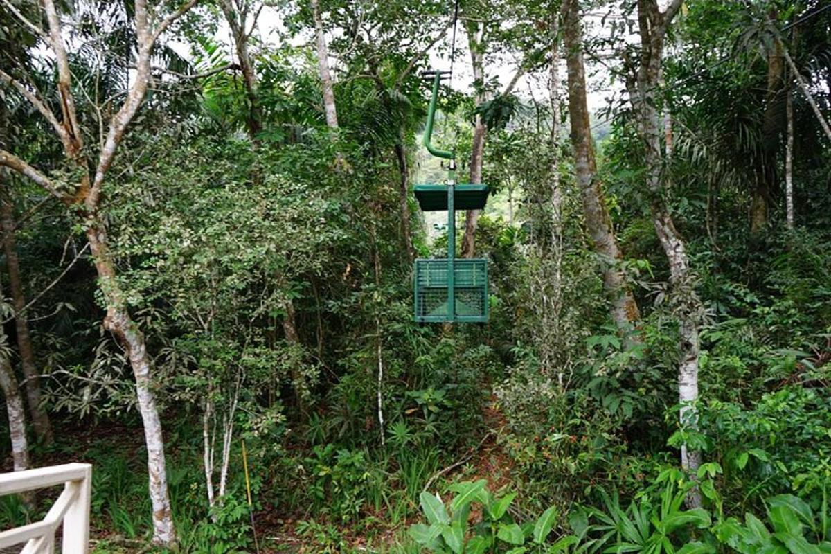 un menjador d'ocells verd al mig d'un bosc