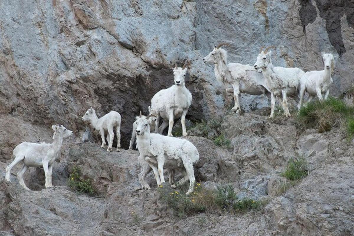 hópur geita stendur á grýttu fjalli