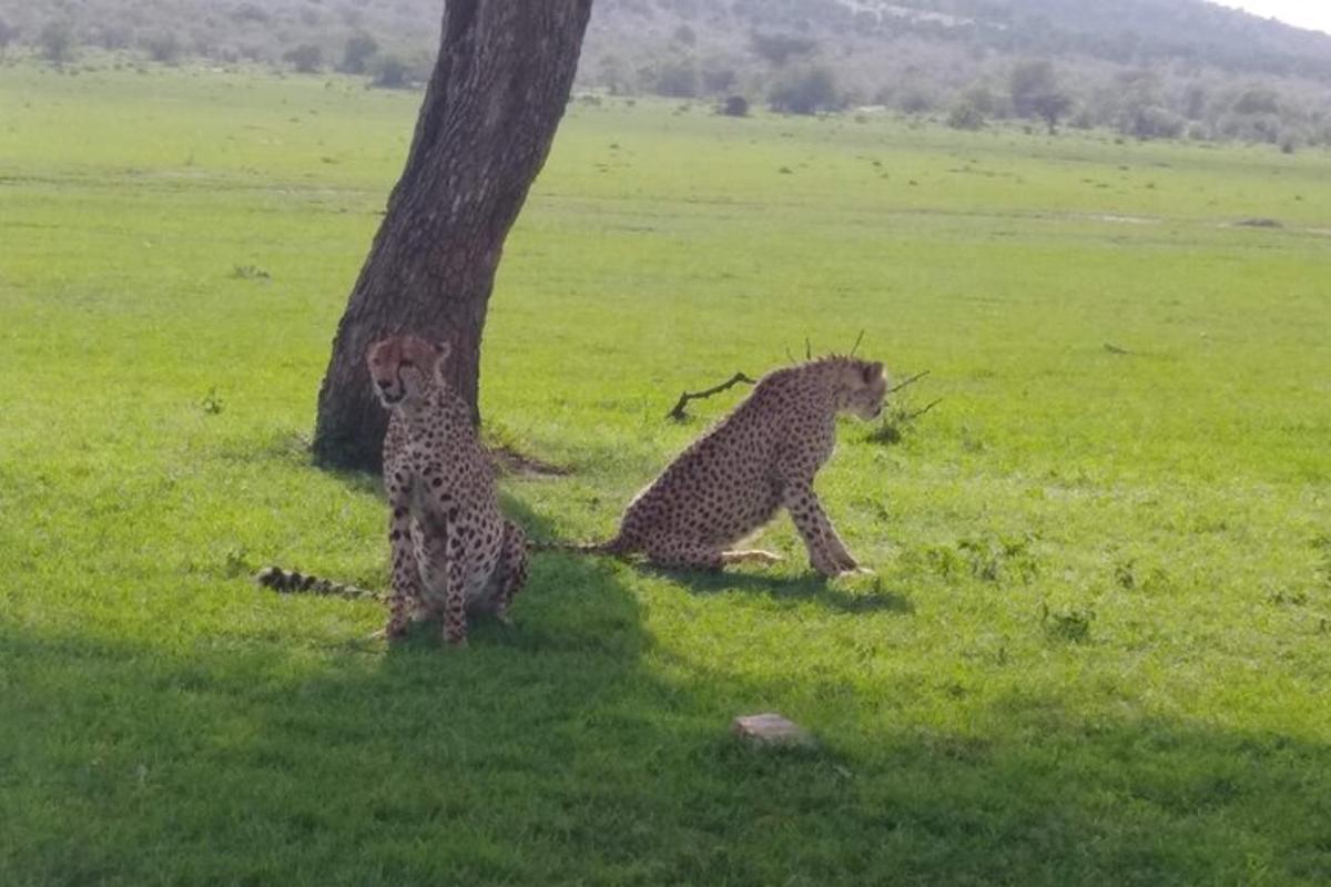 two cheetahs sitting in the grass next to a tree
