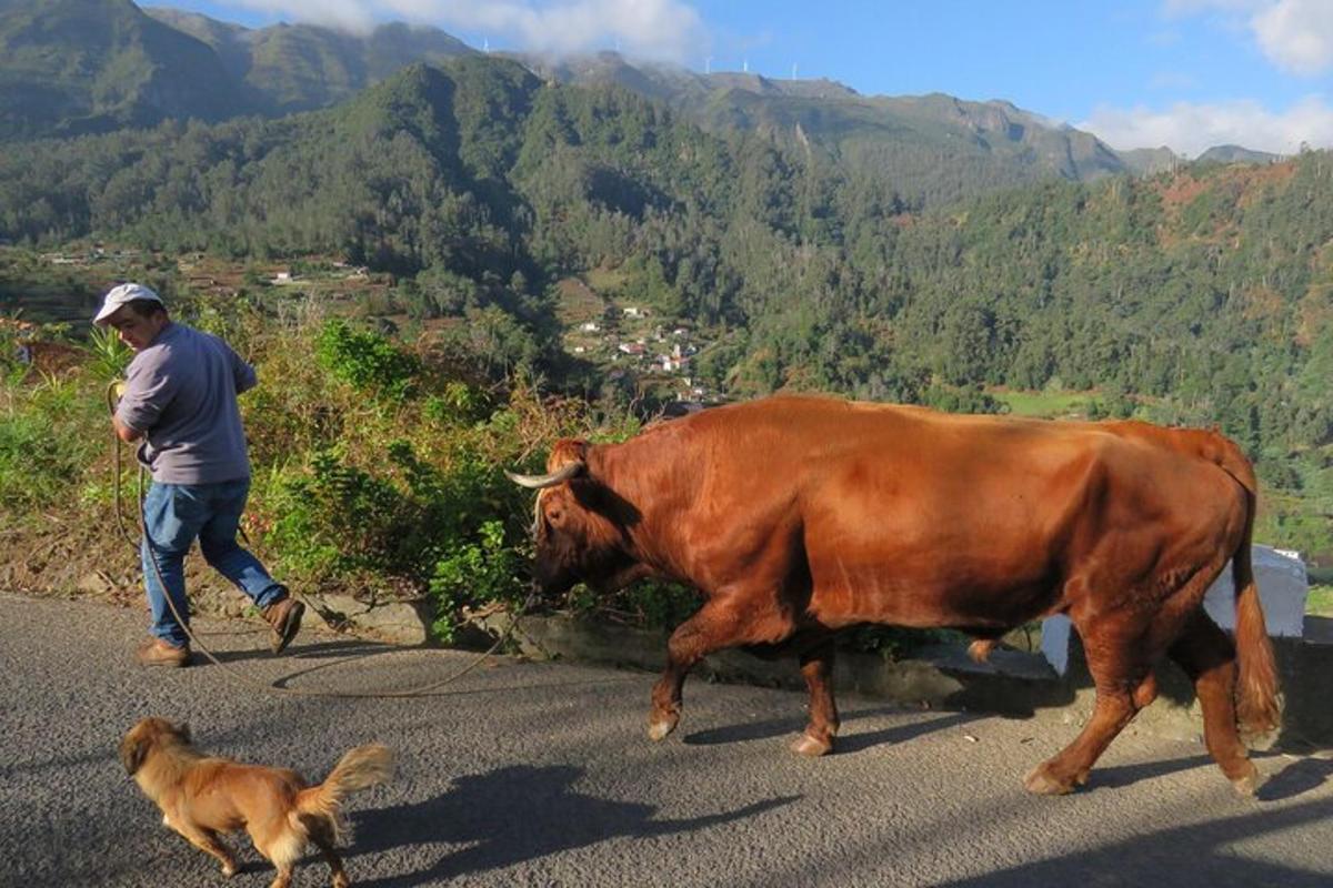 um homem passeando com uma vaca pela estrada com um cachorro