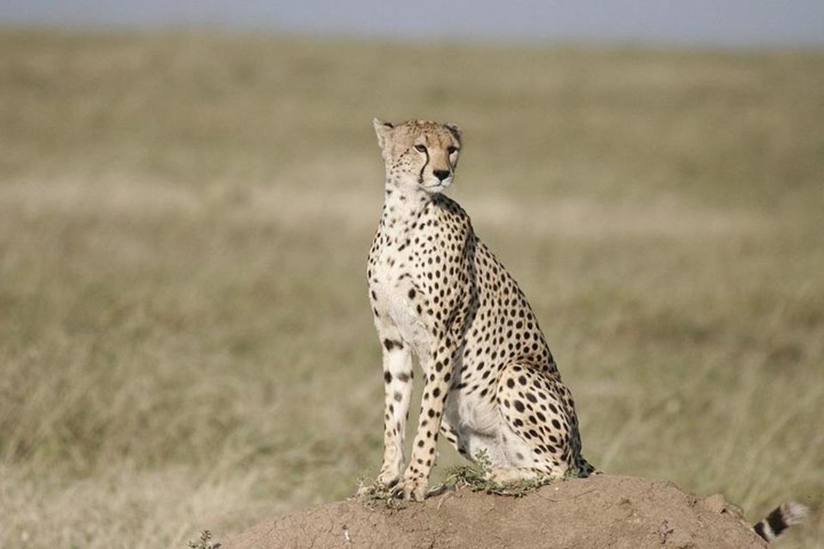 seekor cheetah duduk di atas batu di ladang