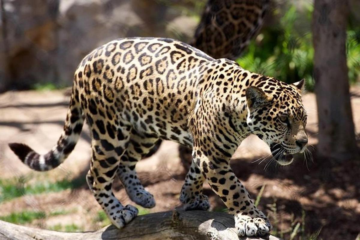 seekor jaguar berjalan di atas batu