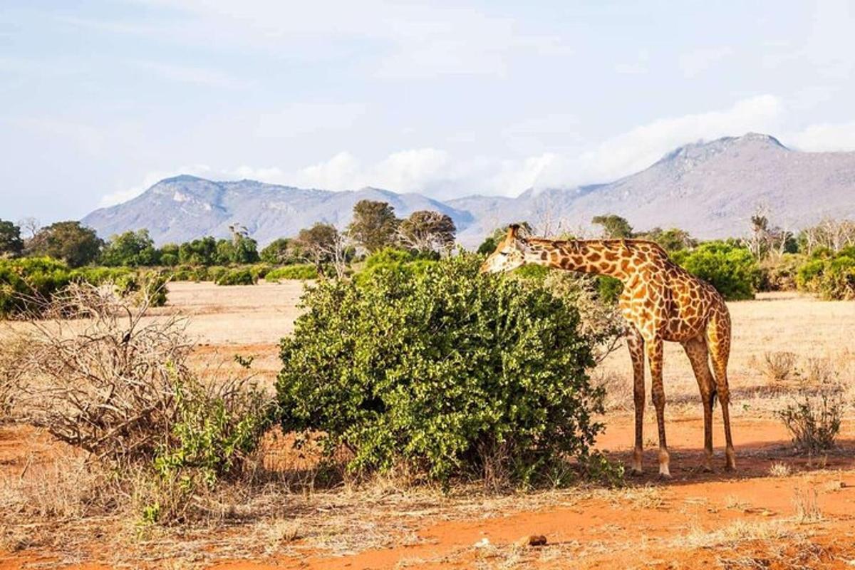 una giraffa che mangia da un cespuglio in un campo