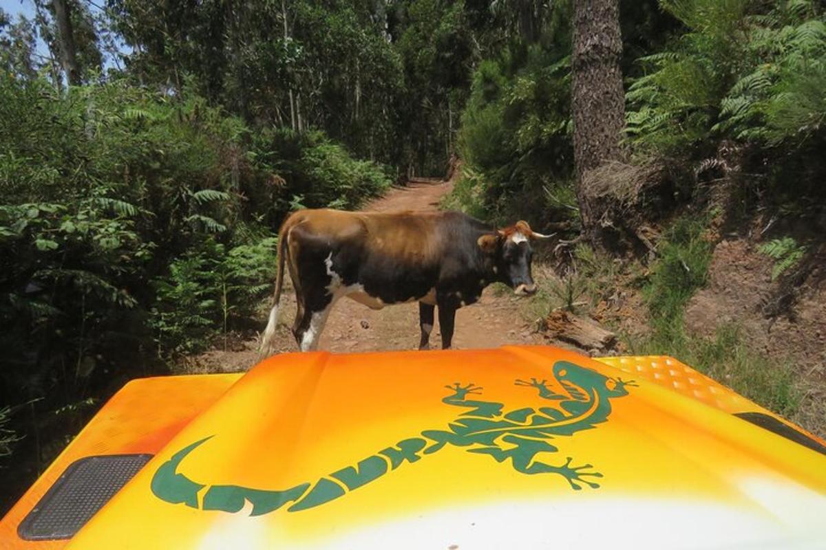 una mucca in piedi in cima a una tenda su un sentiero