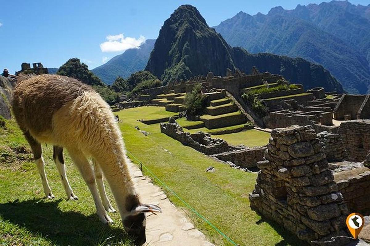 un lama che pascola sull'erba accanto a delle rovine