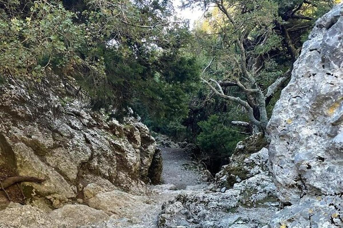 jalan tanah di hutan dengan pepohonan dan bebatuan