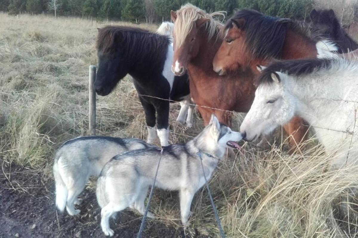 un grup de cai și un câine stând lângă un gard