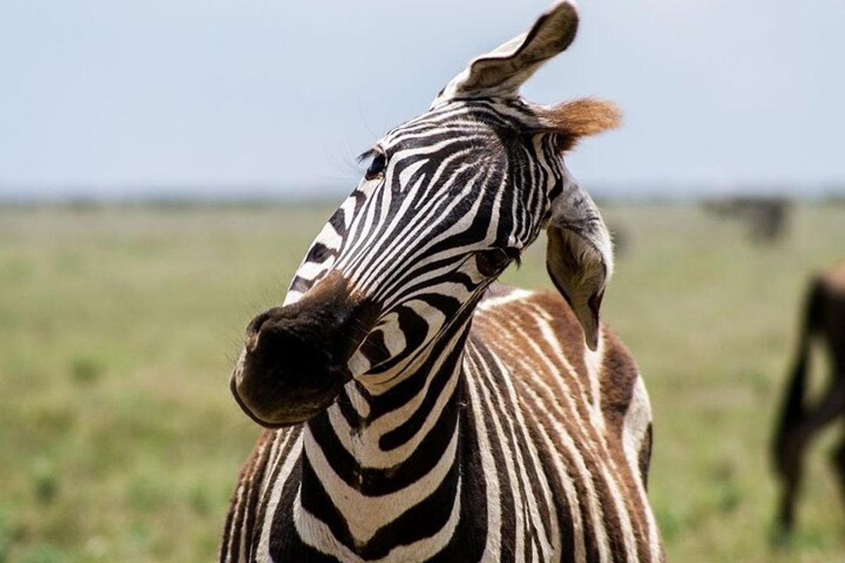 a close up of a zebra standing in a field