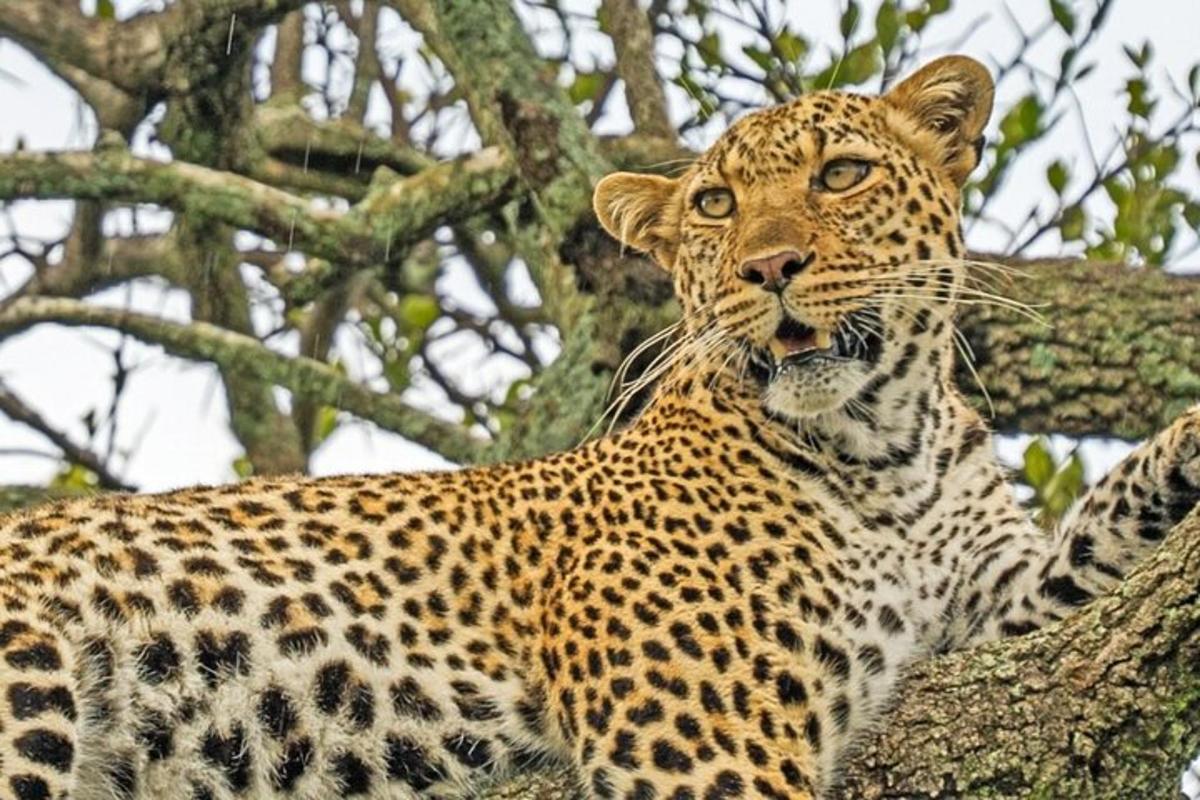 un lleopard està dret en un arbre