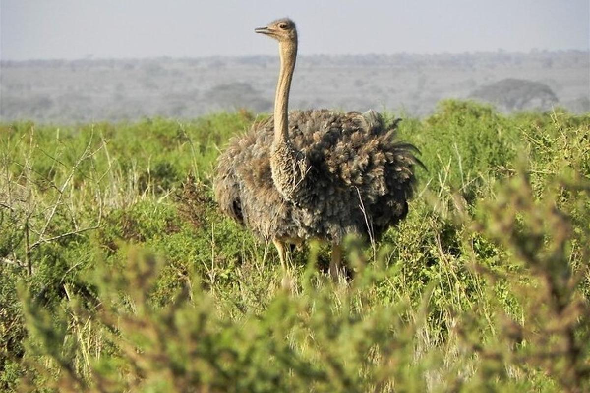 burung unta berdiri di padang rumput
