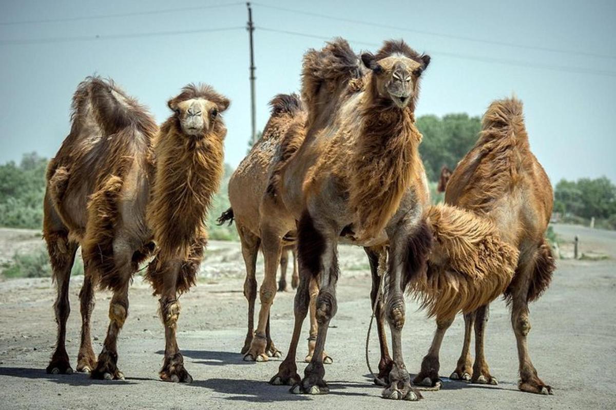 a group of camel walking down a road