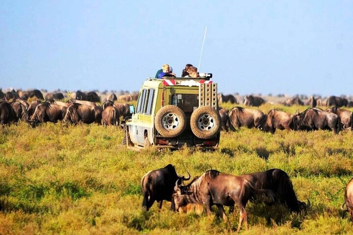 un veicolo da safari in un campo con una mandria di animali