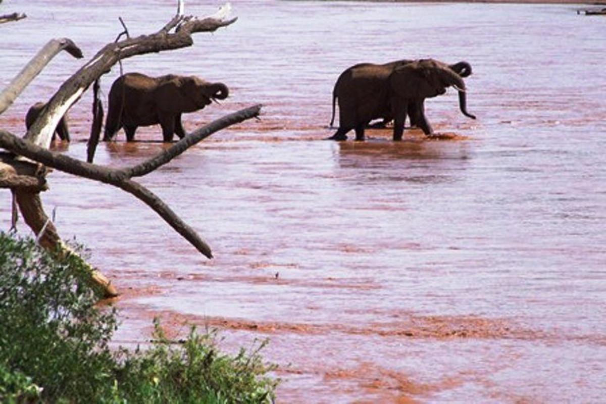 due elefanti che camminano in uno specchio d'acqua