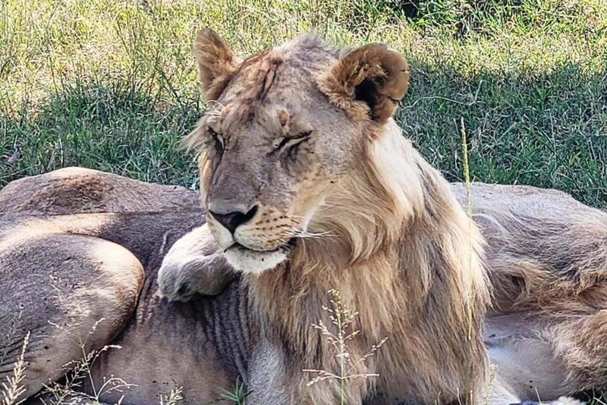 un leone sdraiato a terra nell'erba