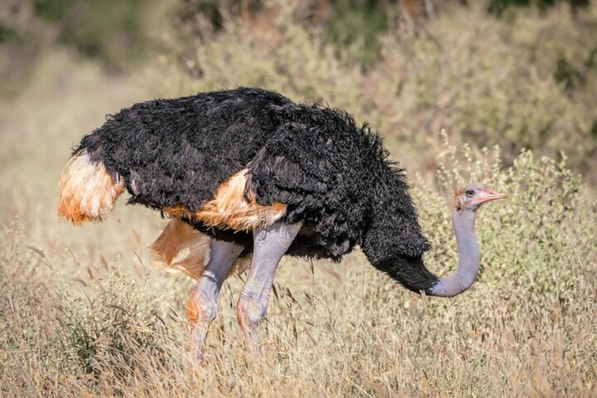 uno struzzo che cammina in un campo di erba alta