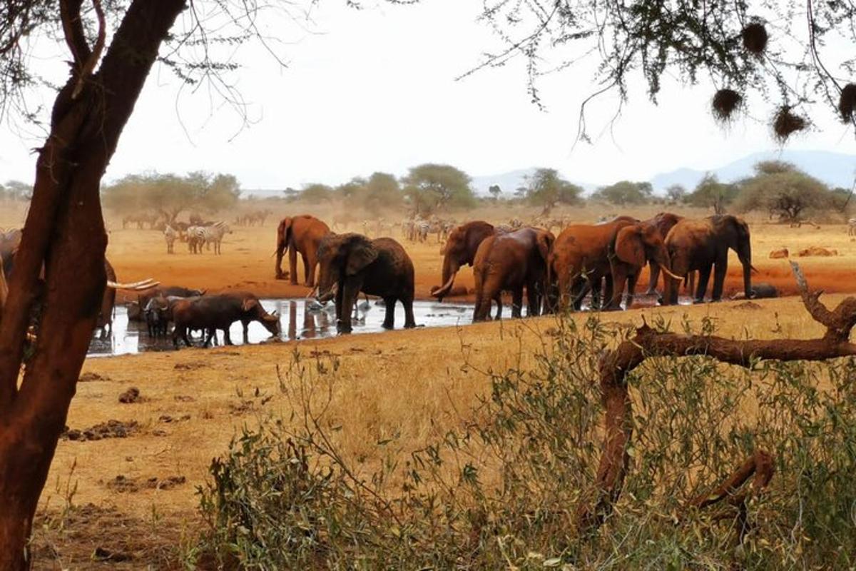 una mandria di elefanti in piedi presso un abbeveratoio