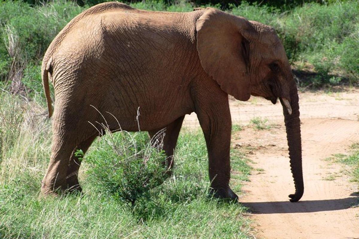 seekor gajah berjalan di atas jalan tanah