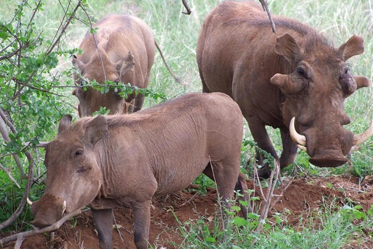 un gruppo di tre animali in piedi nell'erba