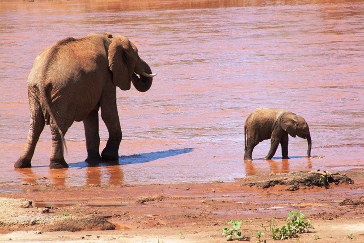un cucciolo di elefante e un elefante adulto che camminano nell'acqua