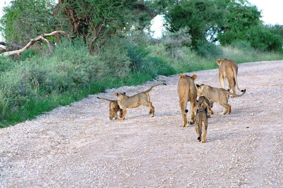 un gruppo di animali che camminano lungo una strada sterrata