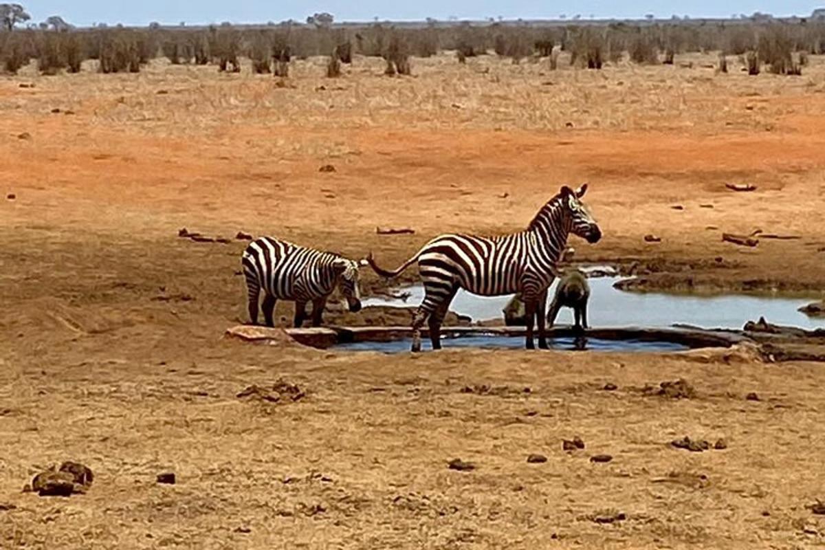 dua zebra minum air dari lubang air di ladang