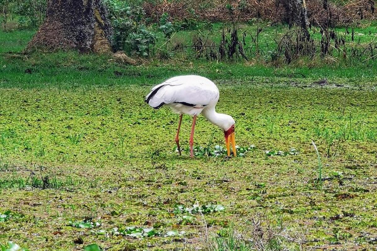 seekor burung putih dengan kaki panjang berdiri di padang