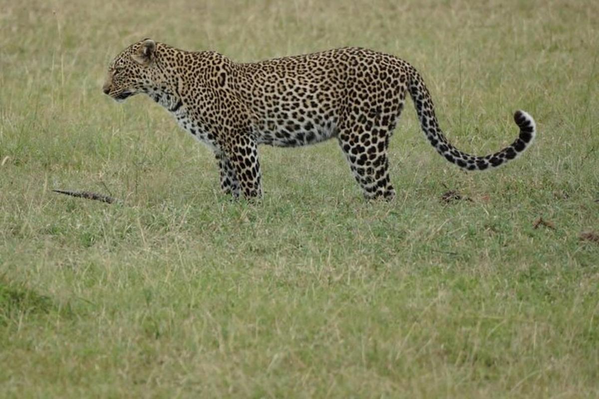 a leopard standing in a field of grass