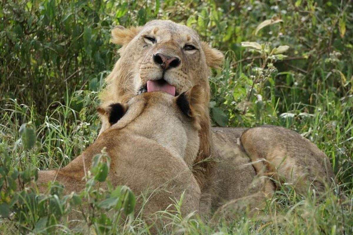 a lion laying in the grass with its tongue out