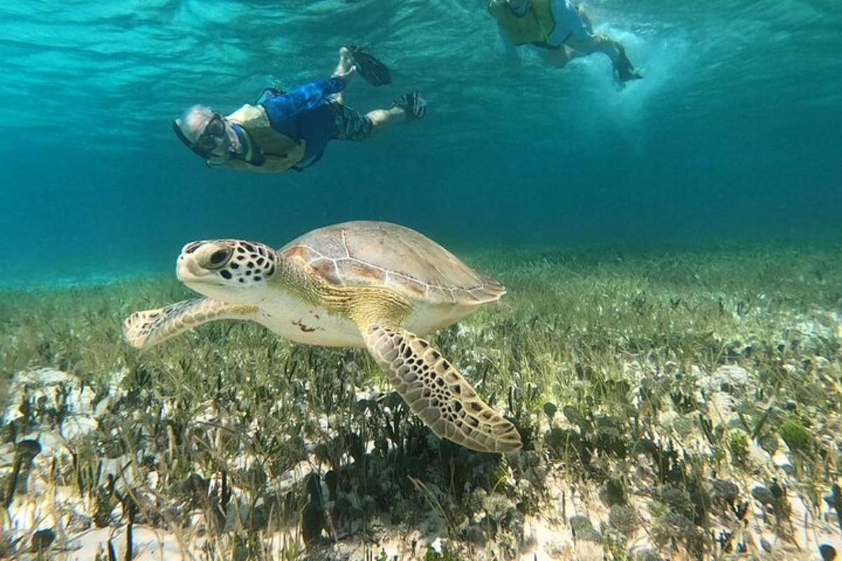 a turtle swimming in the ocean with two people underwater