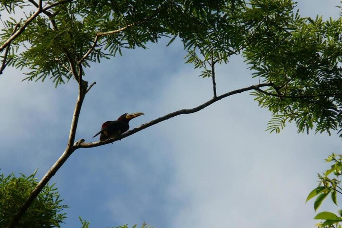 a bird perched on top of a tree branch