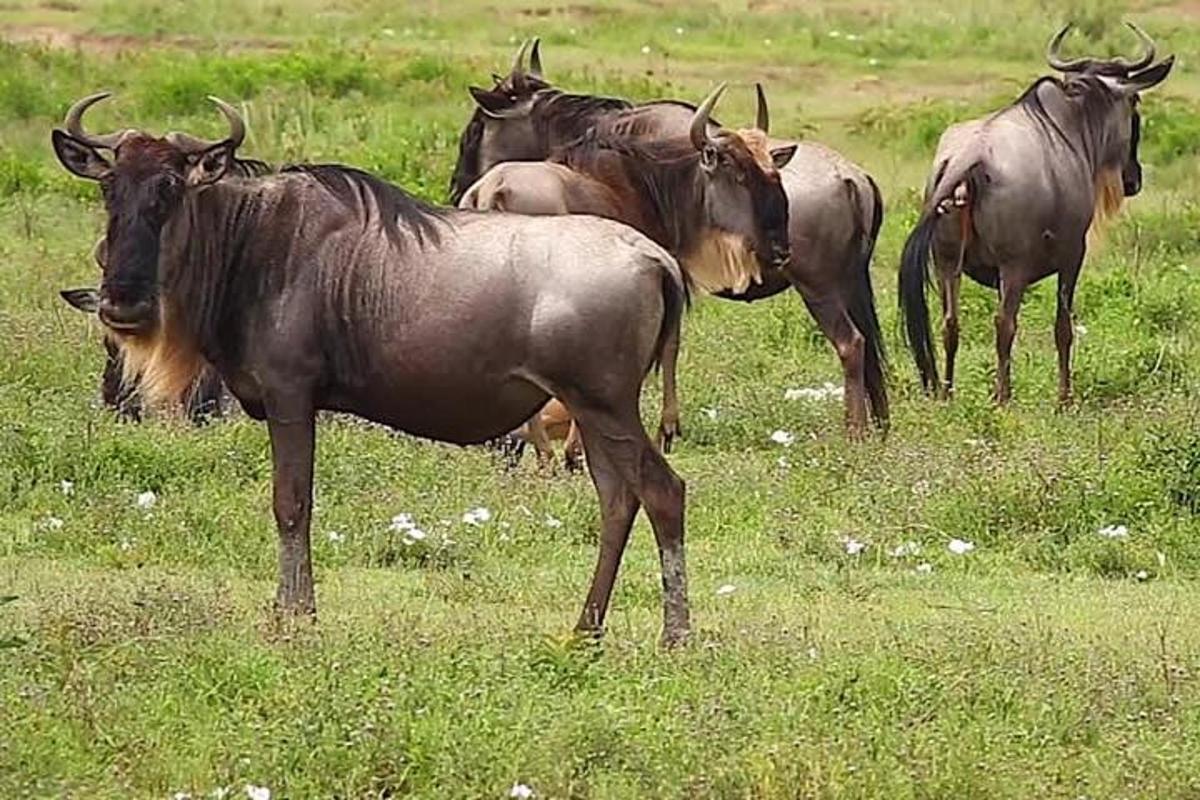 a group of wild animals standing in a field