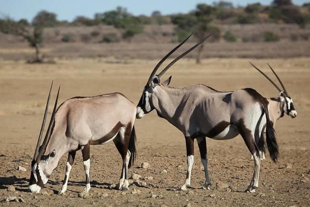 two antelopes are standing in a field