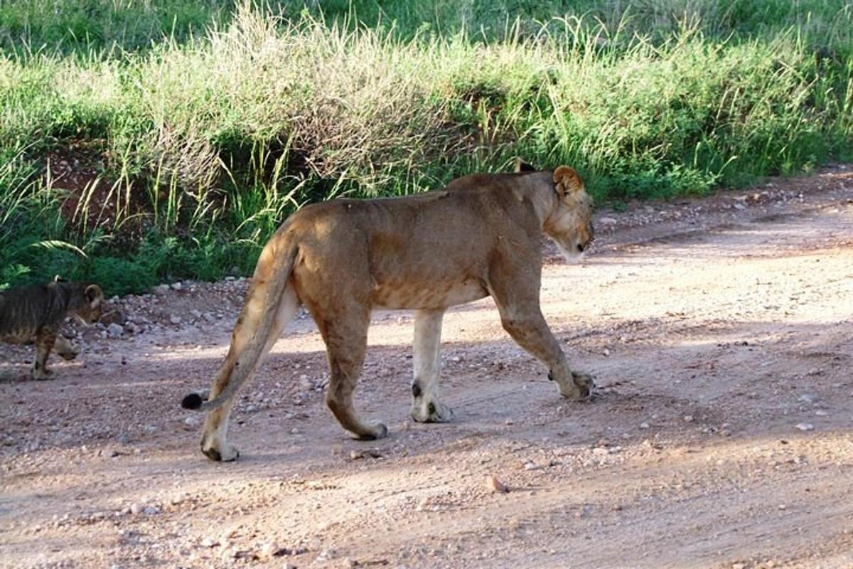 seekor singa berdiri di tengah jalan tanah