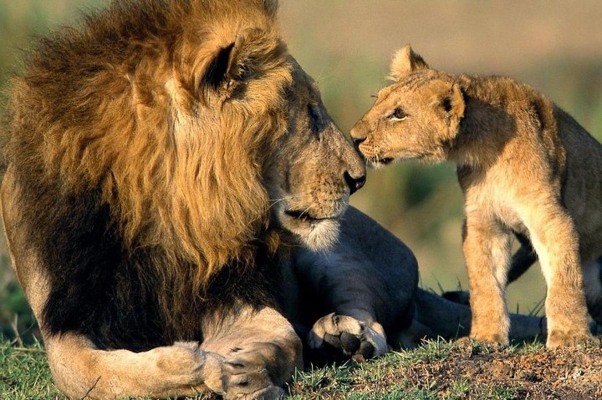 a lion and a lion cub laying on the grass