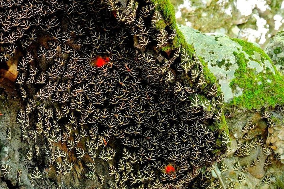 um grupo de plantas na encosta de uma rocha