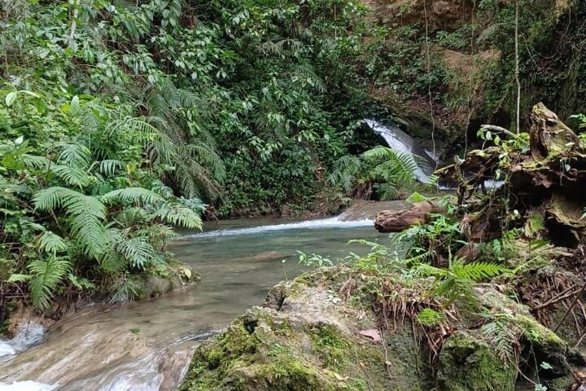 un ruscello nel mezzo di una giungla con una cascata