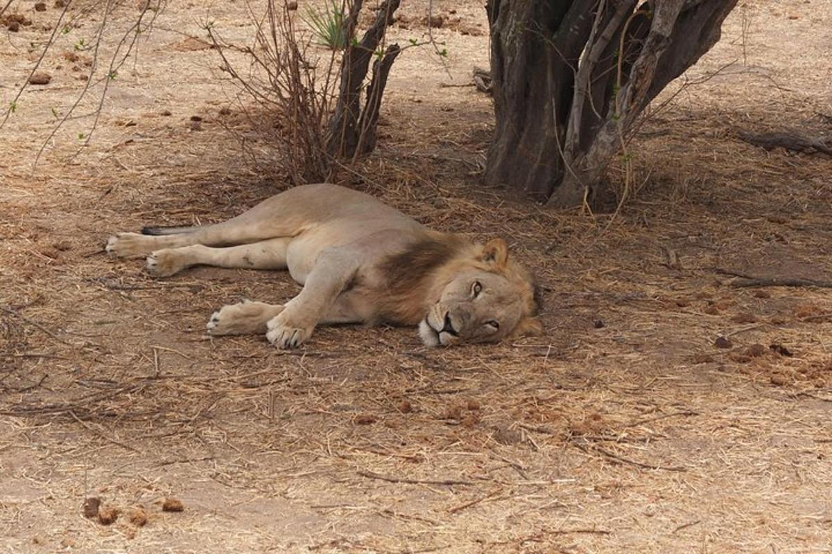 a lion laying on the ground next to a tree