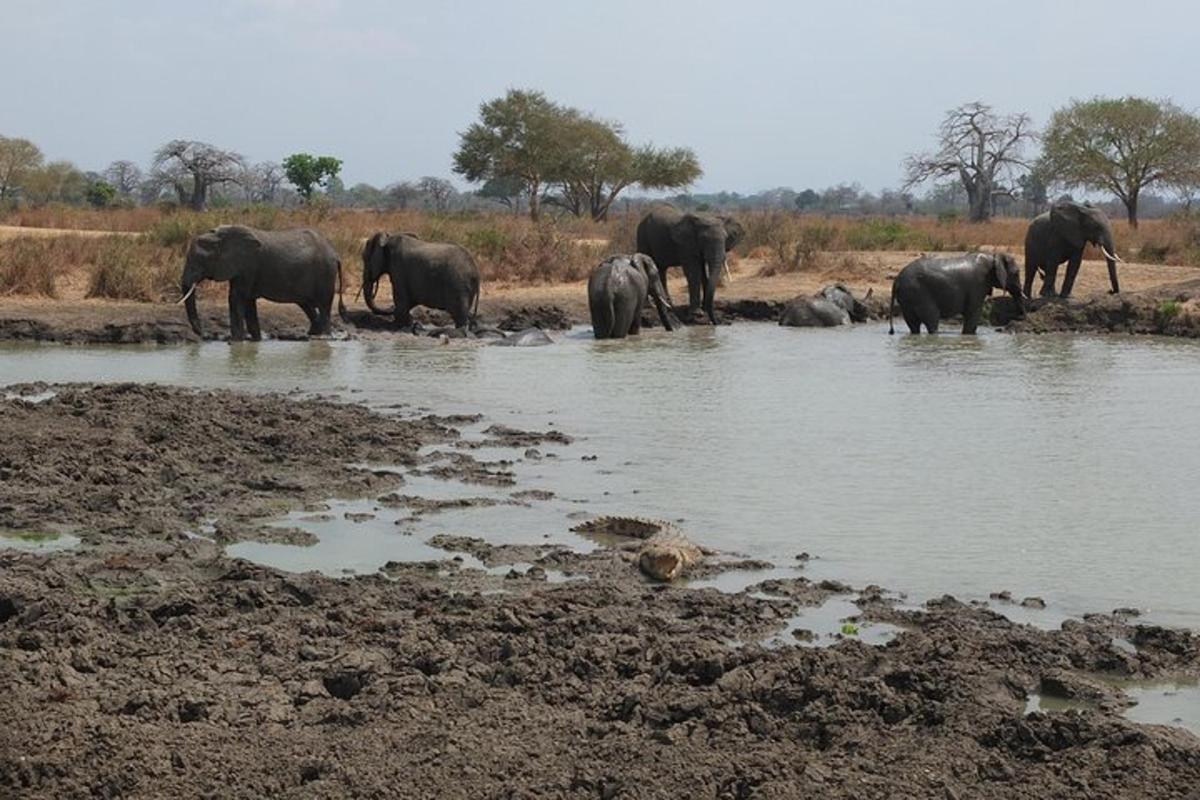 a herd of elephants standing in the water