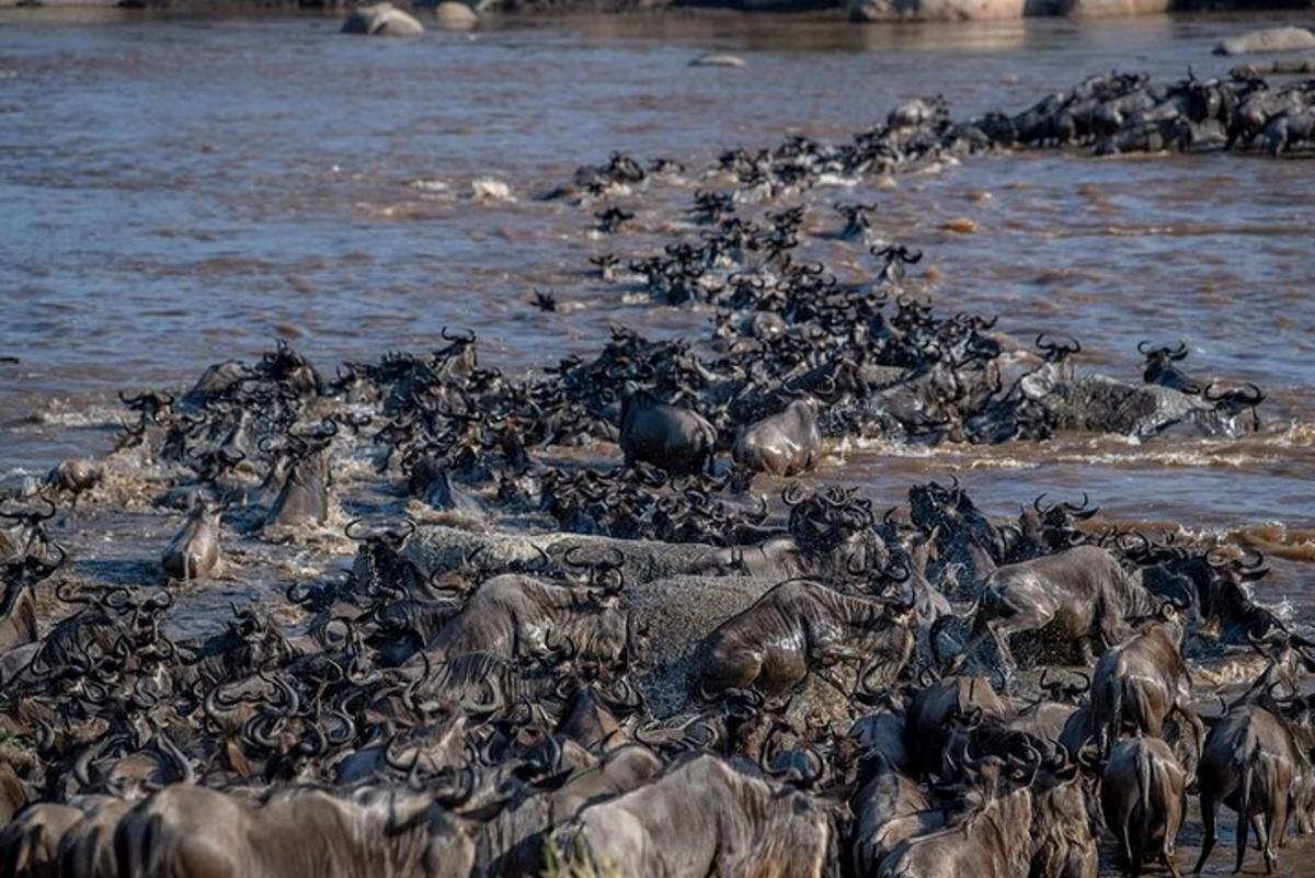 una grande mandria di animali nell'acqua