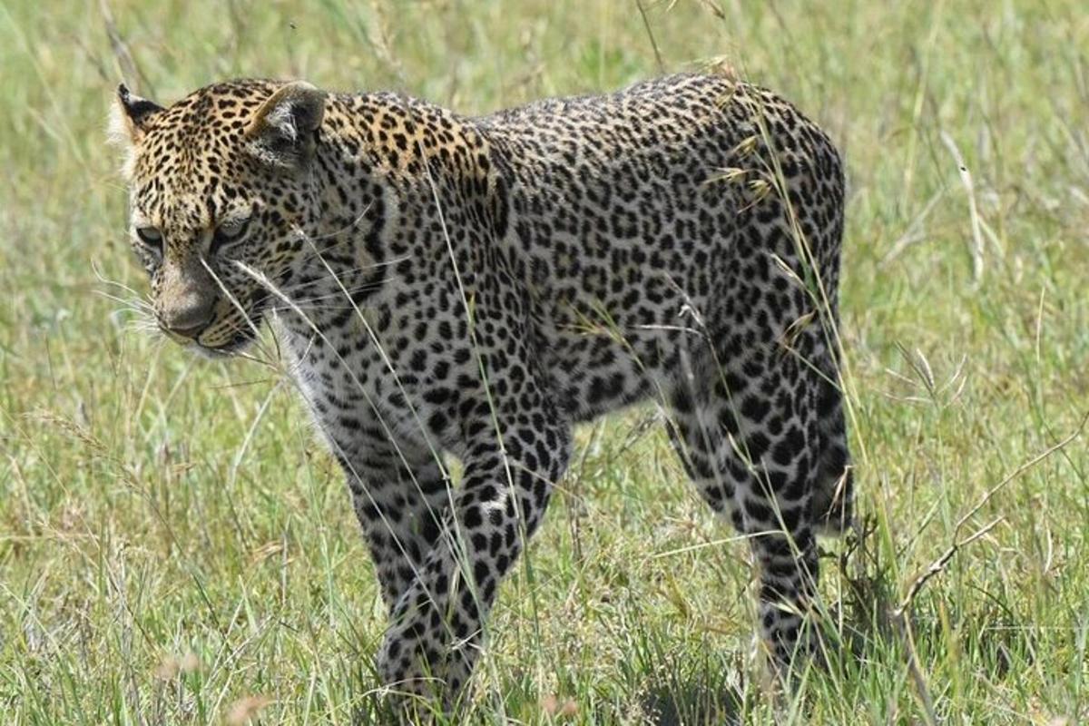 草原を歩くヒョウ