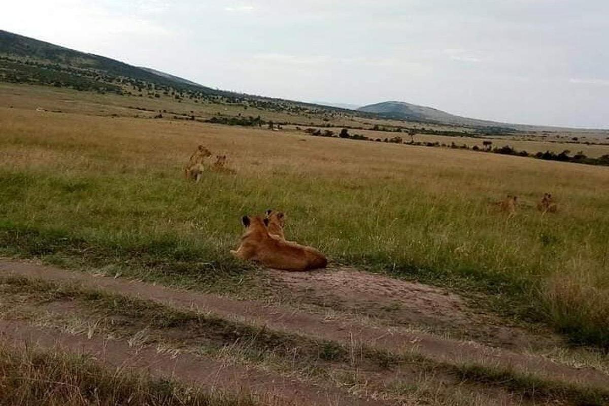 un cavallo sdraiato sull'erba in un campo